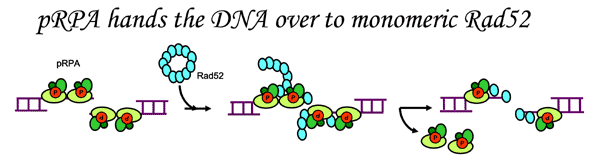 RPA/Rad52 Mechanism